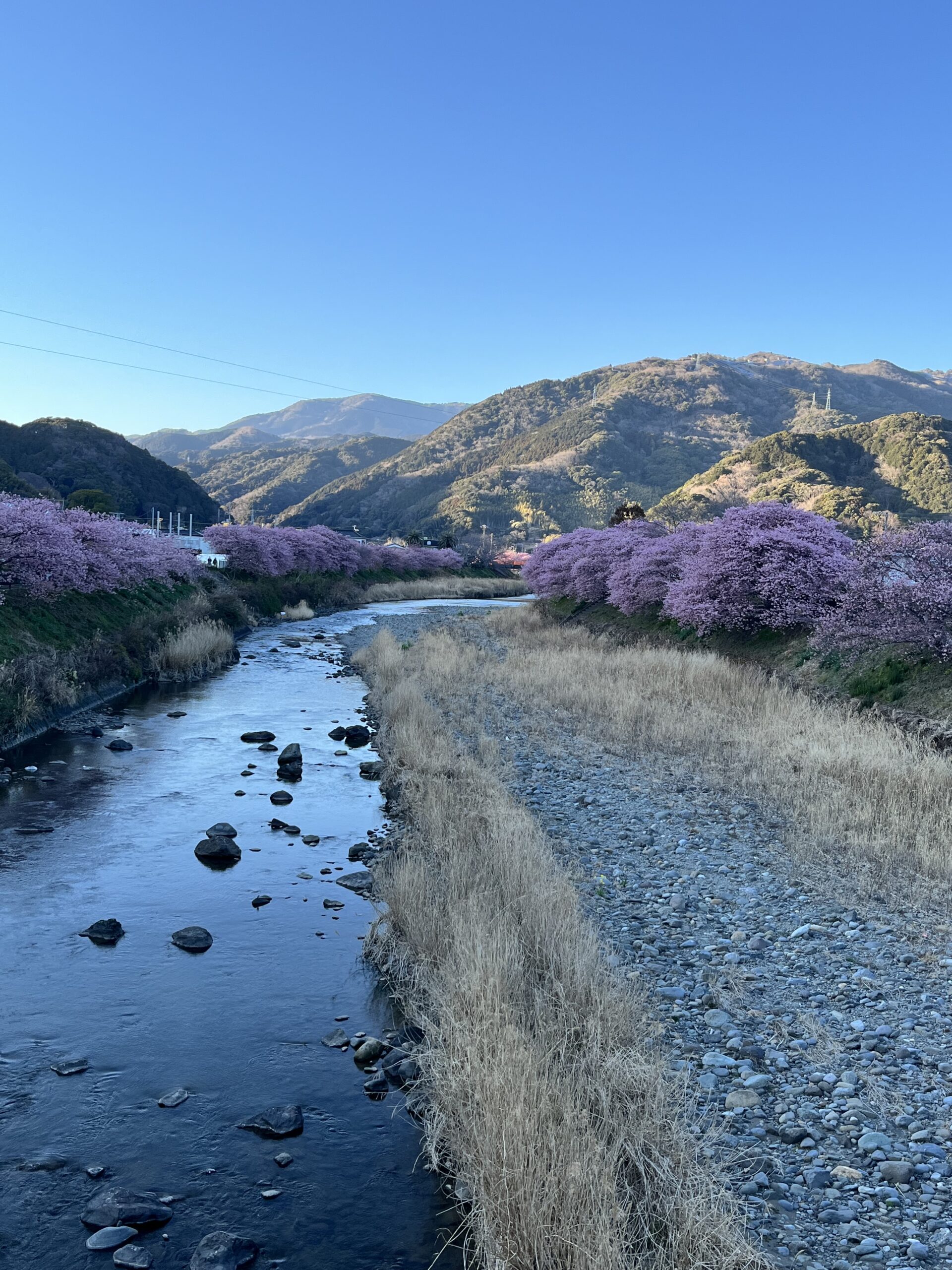 河津桜を見て来ました！